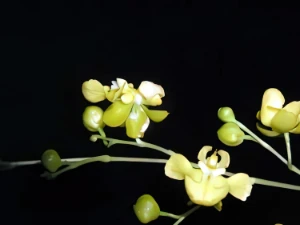 Image de Oncidium cheirophorum 1